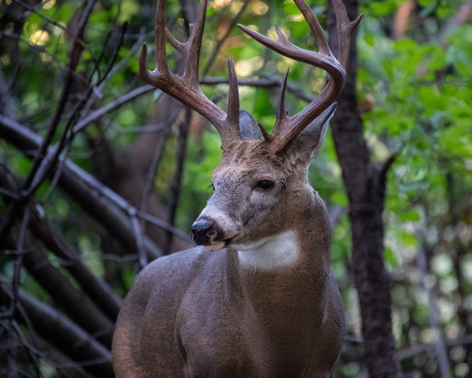 A white-tailed buck among green woodland branches